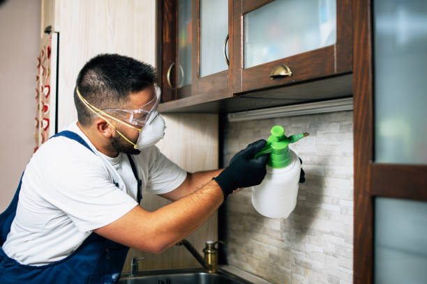 Best Wasp Removal Services  in Harvey, LA