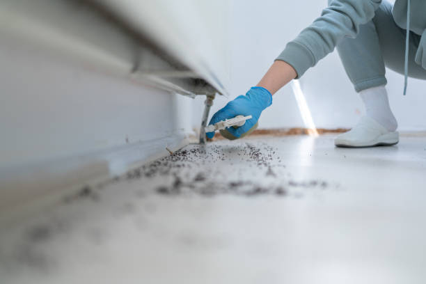 Reliable Harvey, LA Pest Control Solutions